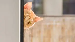 curious cat