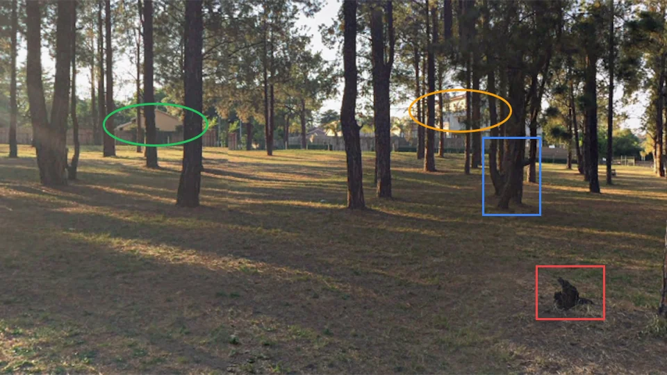 Google Street View of the pine forest in Bryanston, Johannesburg